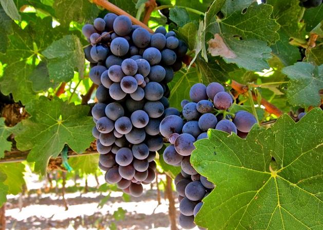 barbera