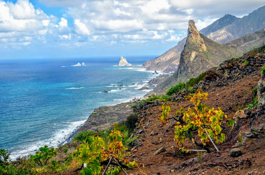 Canarias-viña