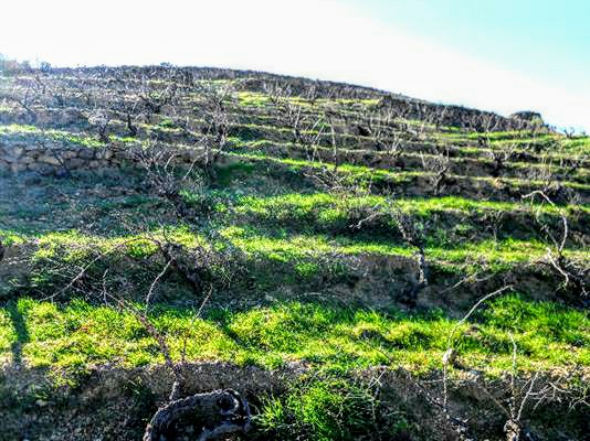 Clos du Rouge Gorge-cinsault