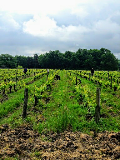 Clos du Tue-Bœuf-viña