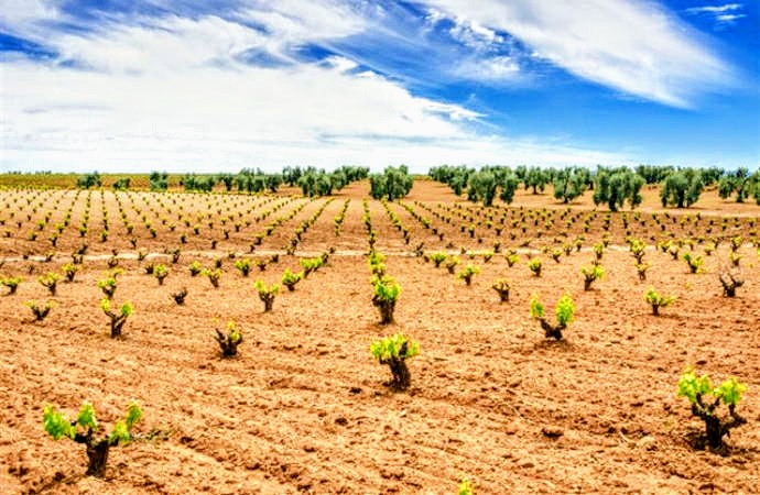 La Mancha-viña