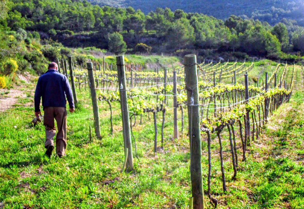 Partida Creus-Viña