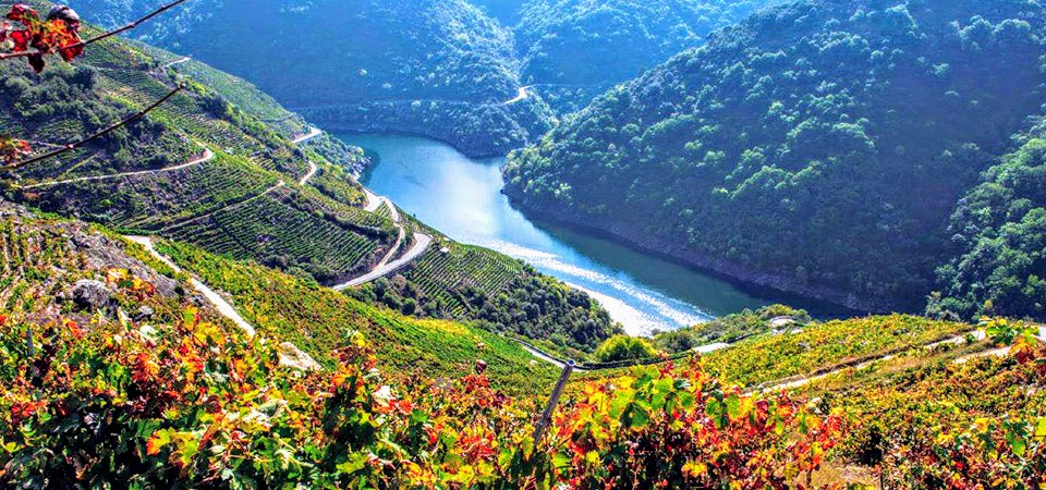 Ribeira Sacra-viña