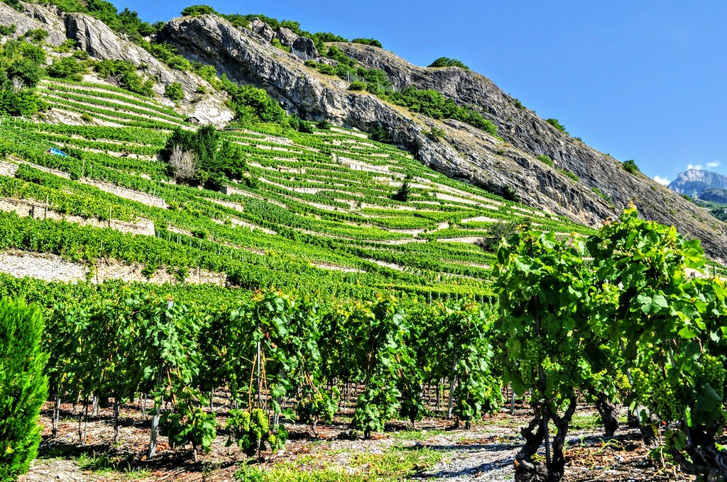 Vallée du Rhone