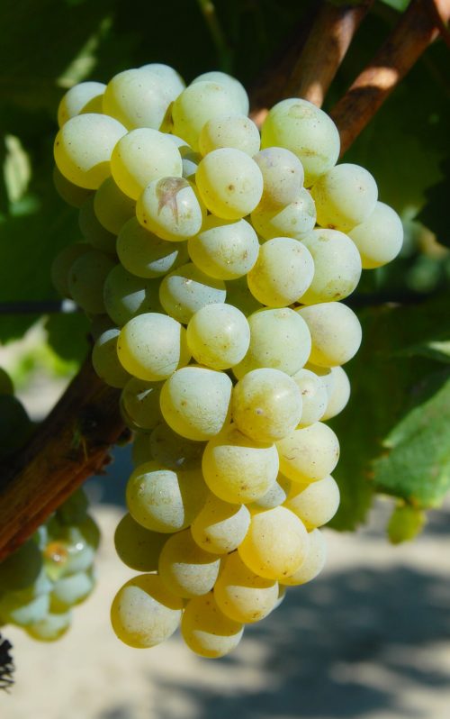 Sauvignon Blanc