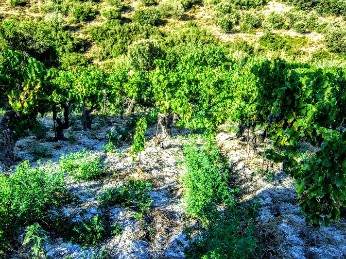 Domaine Gauby-viña