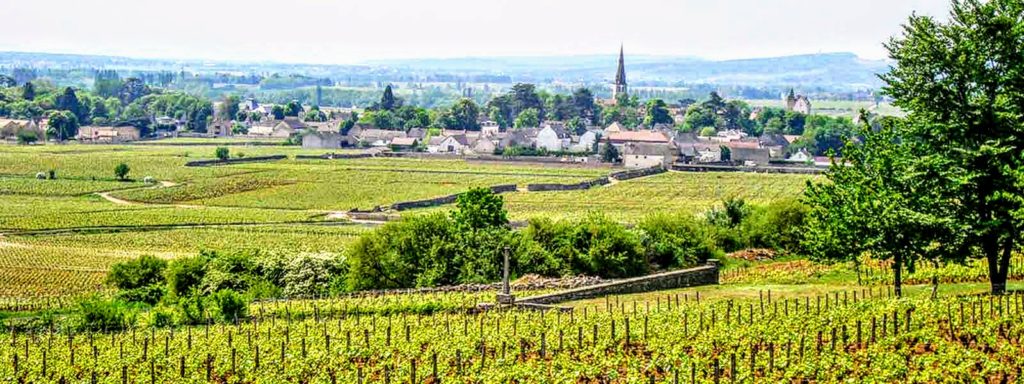 Domaine Jean-Marie Berrux-viña