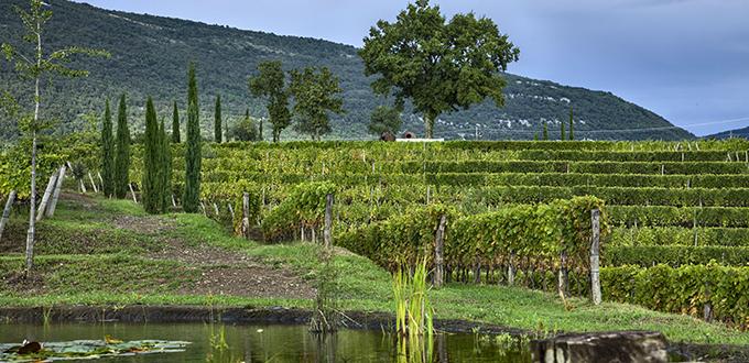 Friuli-Venezia Giulia Viña