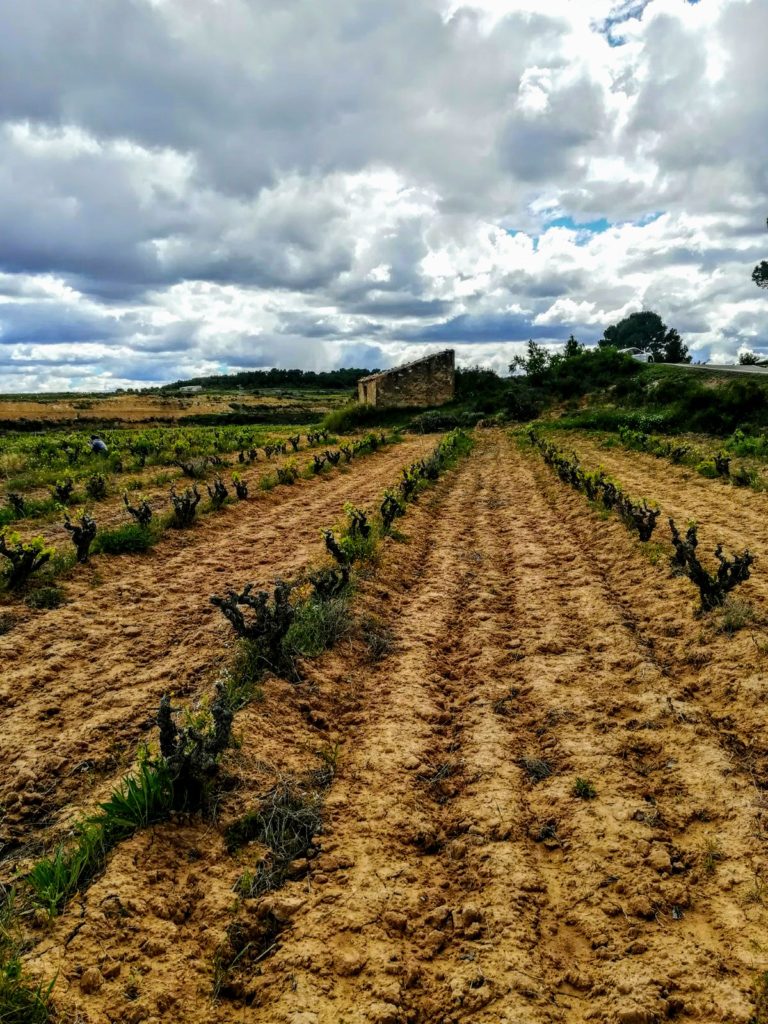 La Furtiva-viña