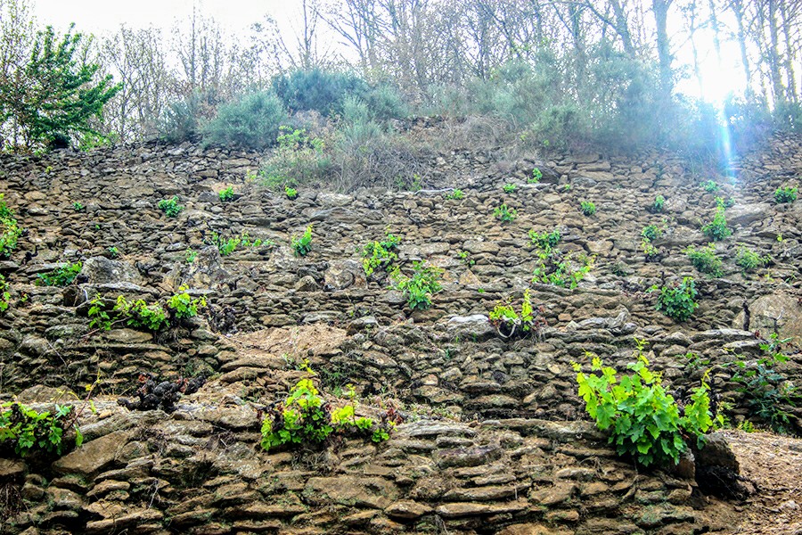 Peixes-viña