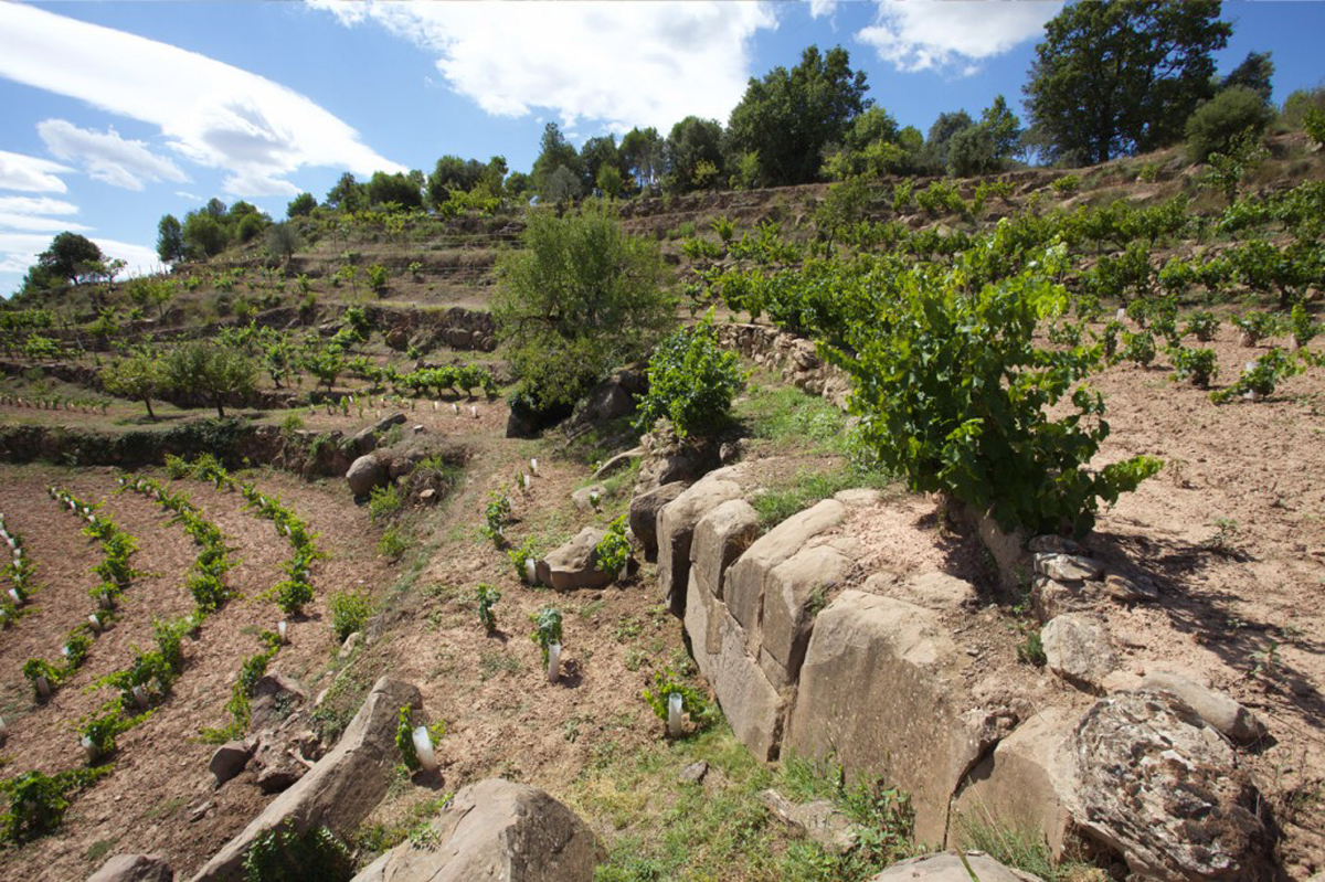 Pla de Bages Viña