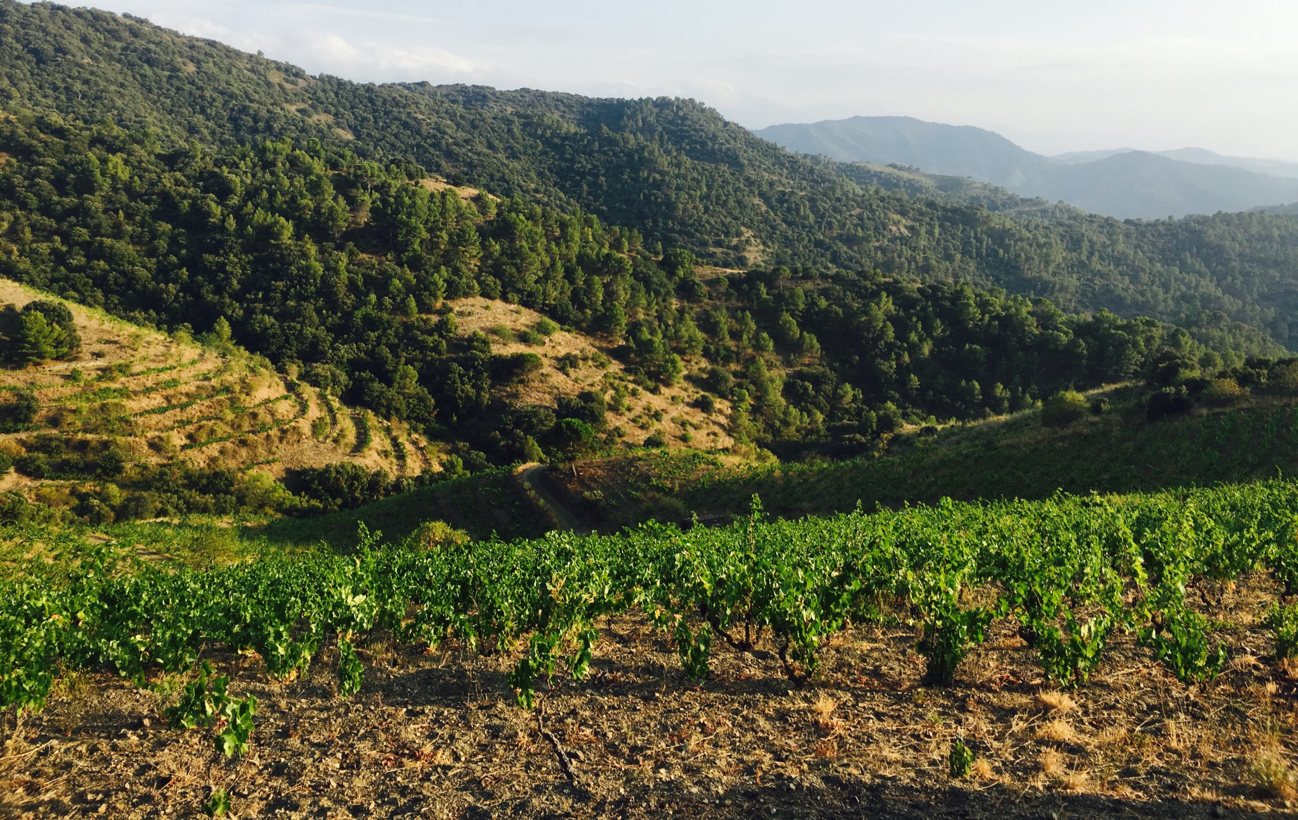 Priorat Viña