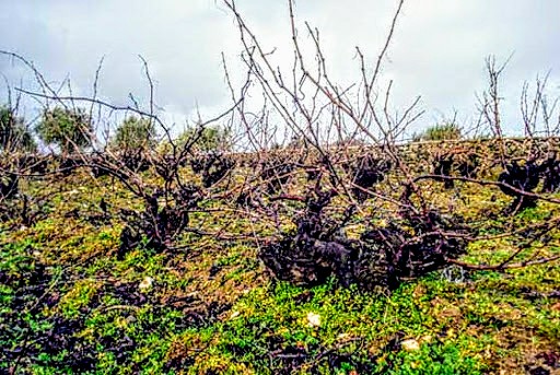 Valle del Duero-viña