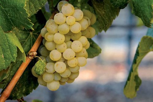 Albariño