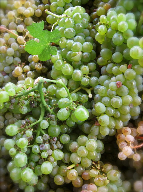 Treixadura