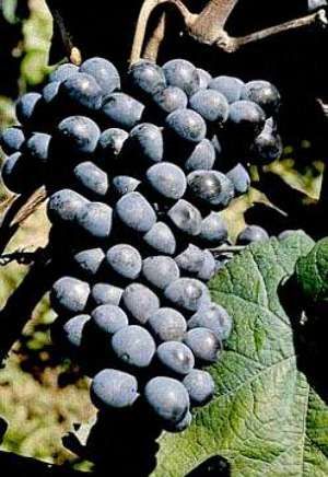 Trousseau