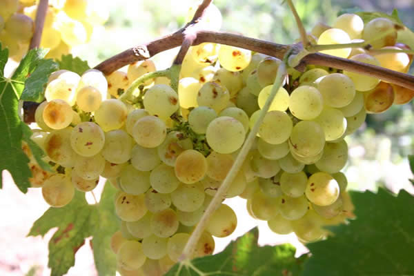 vermentino