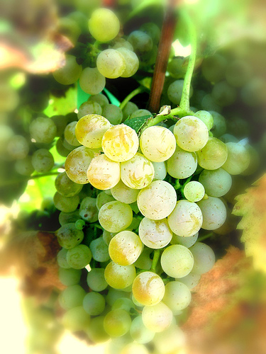 viognier