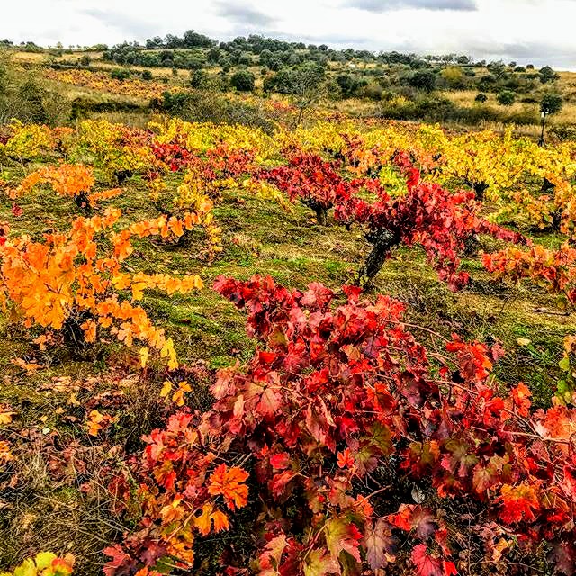 Bodegas Frontio-viña