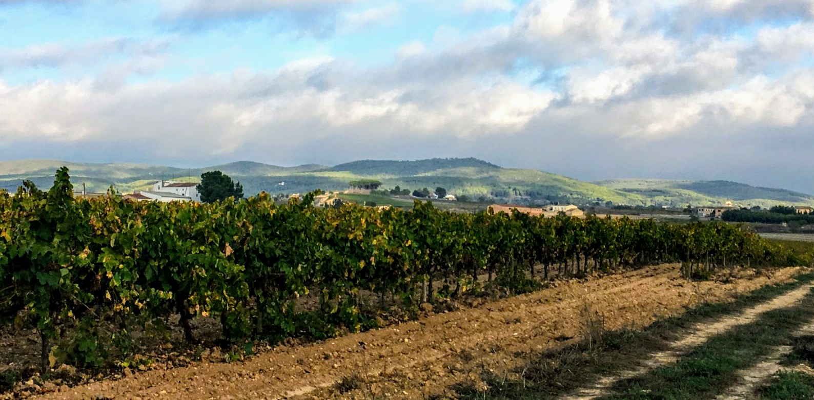 penedés-vinos