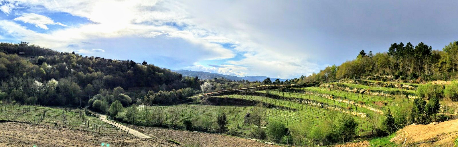 Fazenda Agricola Augalevada-viña