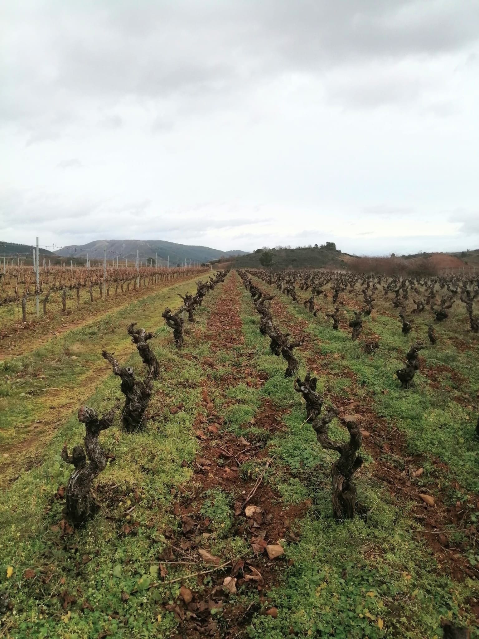 Mas Asturias-viñas