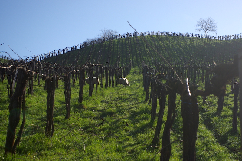 Weingut Werlitsch Viña