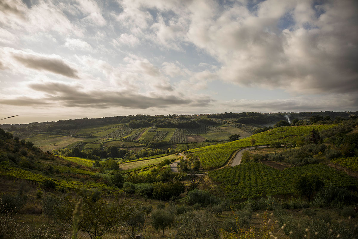 Emilia-Romagna Viña