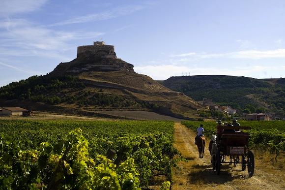 Ribera del Duero Viñedo