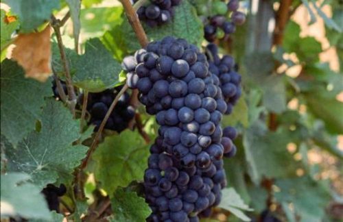 Pinot Meunier