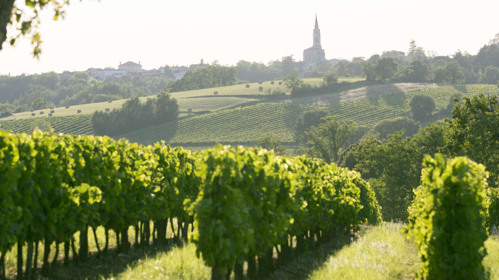 Bordeaux Viña