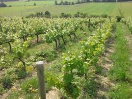 Domaine le Briseau Viña
