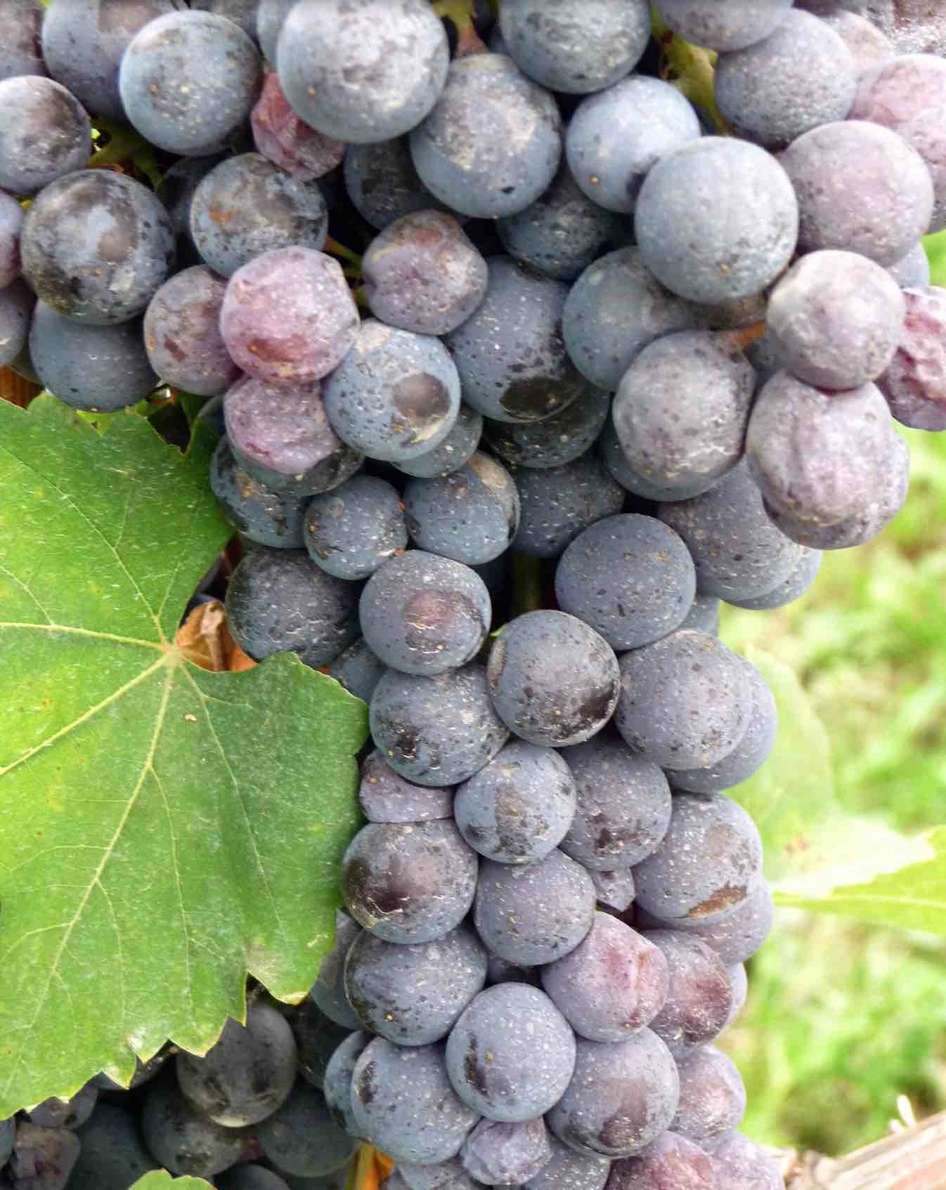 Nebbiolo