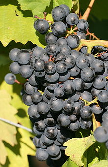 Blaufränkish