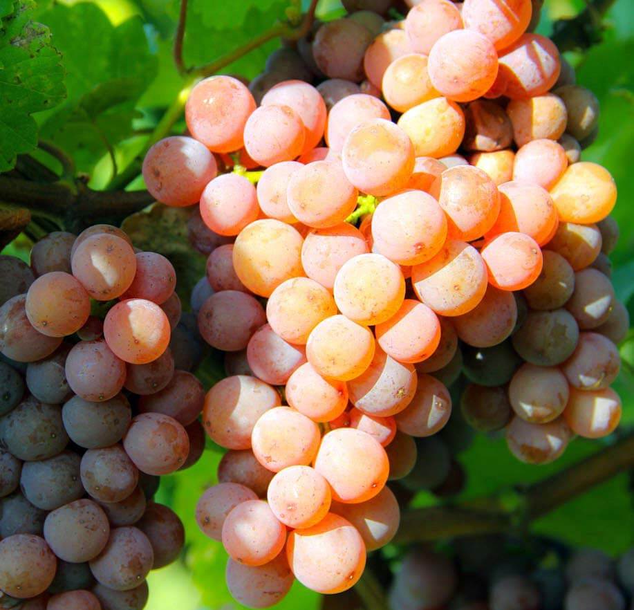 Gewürztraminer