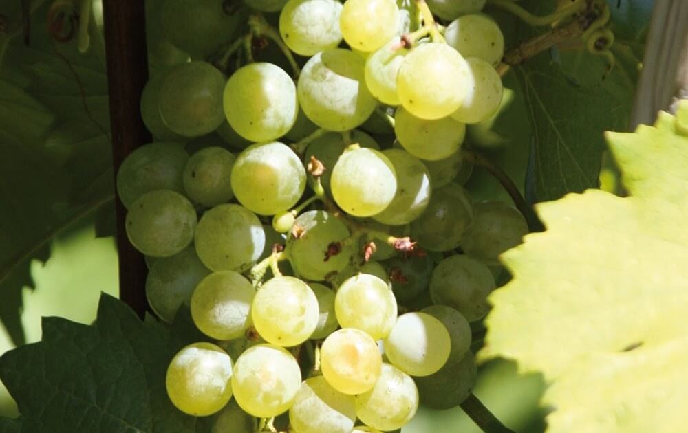 Grüner Veltliner
