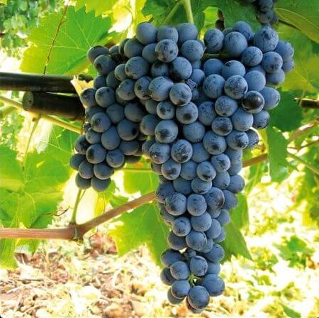 Nero d’Avola