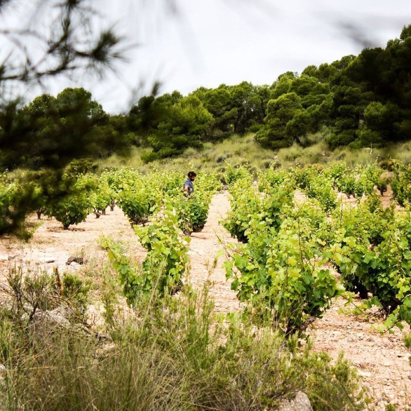 Bodegas Cerrón Viña