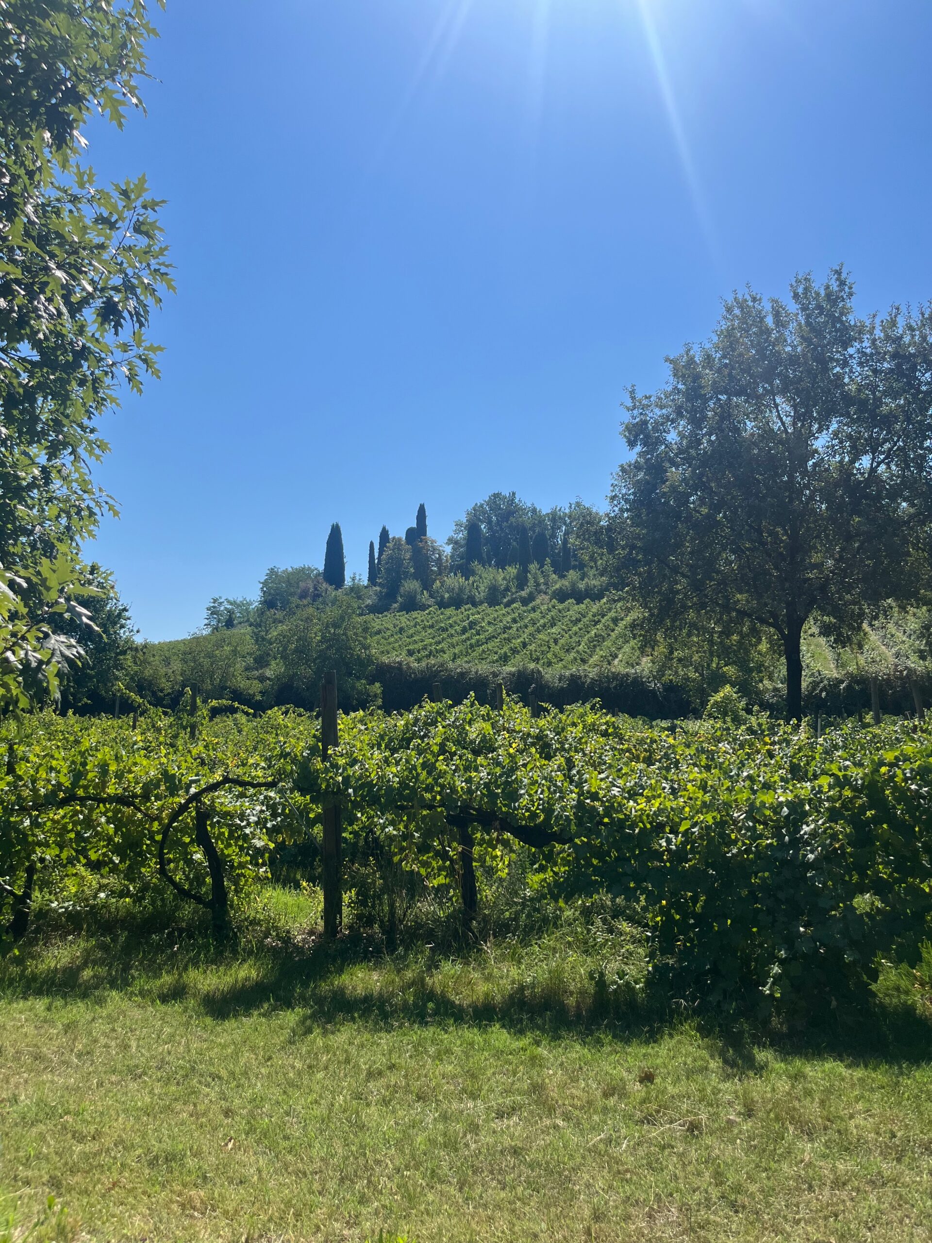 Ca' de Noci viña