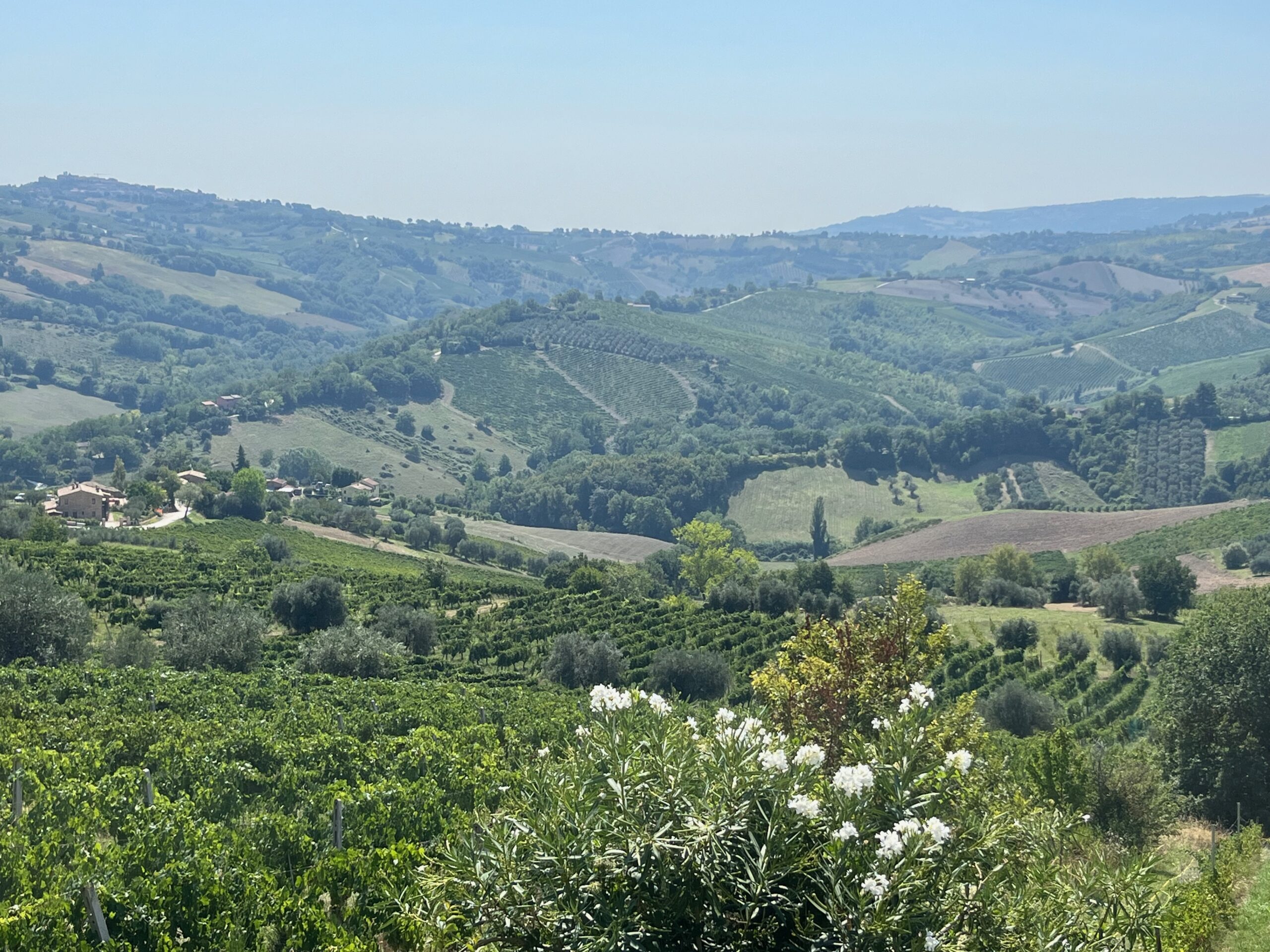 Le Marche viña