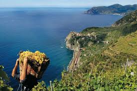 Liguria Viña