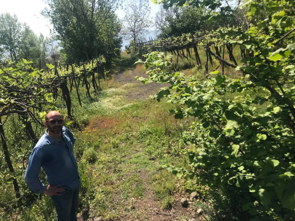 Cantine Matrone viña