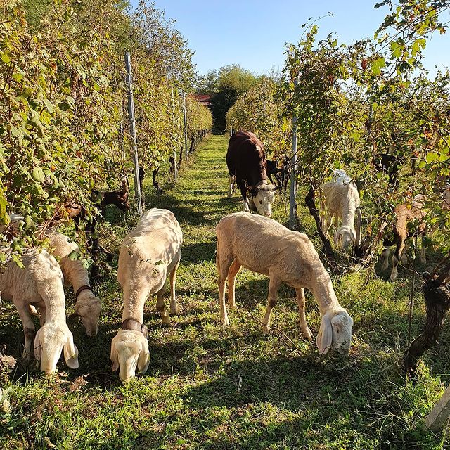Colombera & Gallera viña