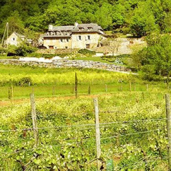 Nicolas Carmarans viña