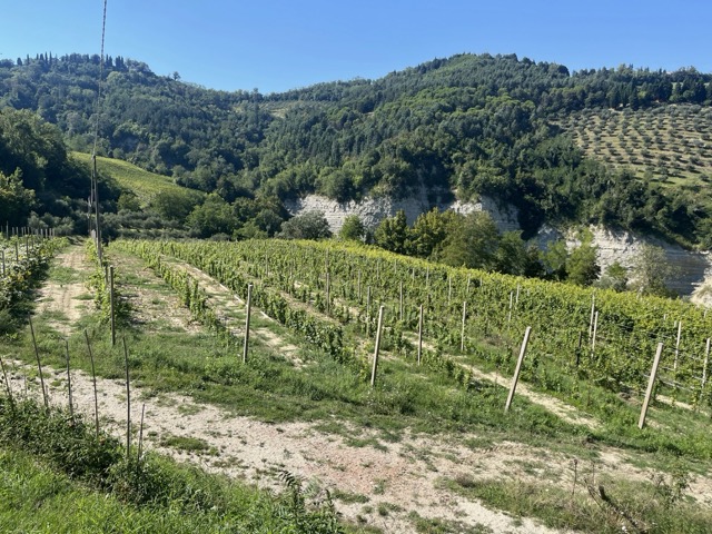 Andrea Bragagni viña