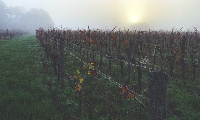 Chateau le Puy Viña
