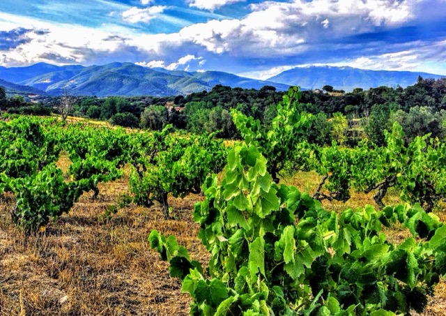 Els Bardissots viña