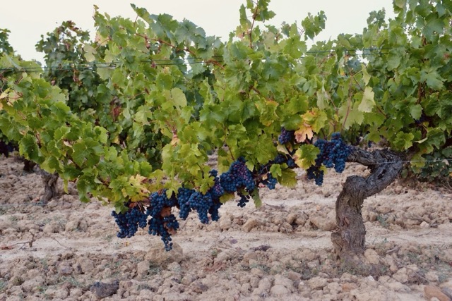 Les Vignes de Babass viña