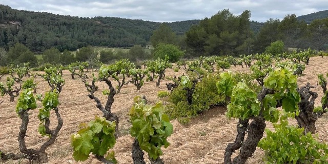 Lucy Chilvers viña