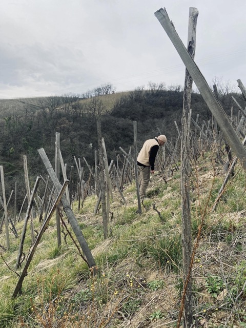 Thibaud Capellaro viña